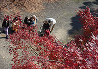 24日　紅葉狩り小畑川中央公園　紅葉が色づきました