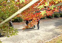 24日　紅葉狩り小畑川中央公園　紅葉が色づきました