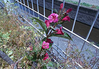 ８日　庭の花