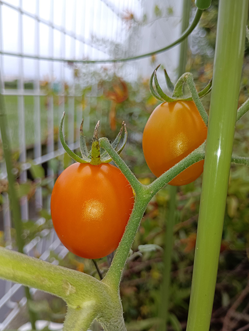 菜園トマト