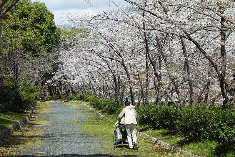 ４月３日小畑川公園で花見