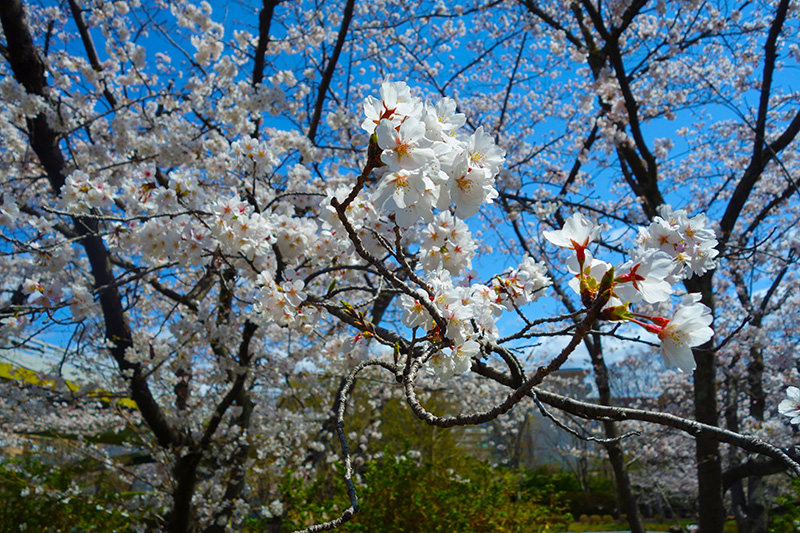 ４月８日小畑川公園の桜